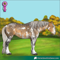 Horse Color:White Spotted Silver Buckskin 