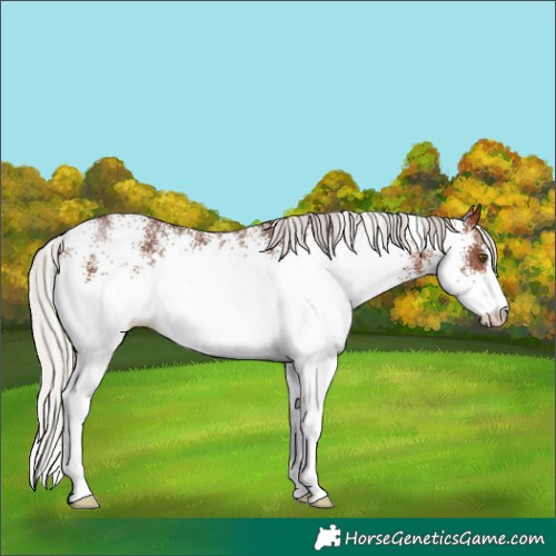 Horse Color:White Spotted Silver Brown 