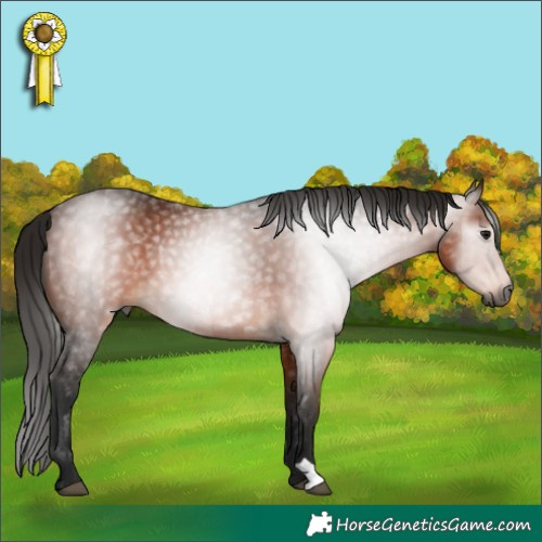 Horse Color:Gray Bay Rabicano 