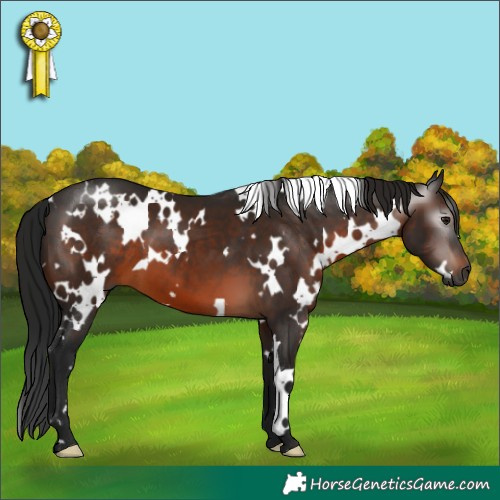 Horse Color:Gray White Spotted Brown 