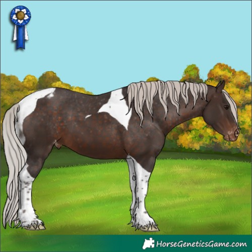 Horse Color:Silver Brown Tobiano Appaloosa 