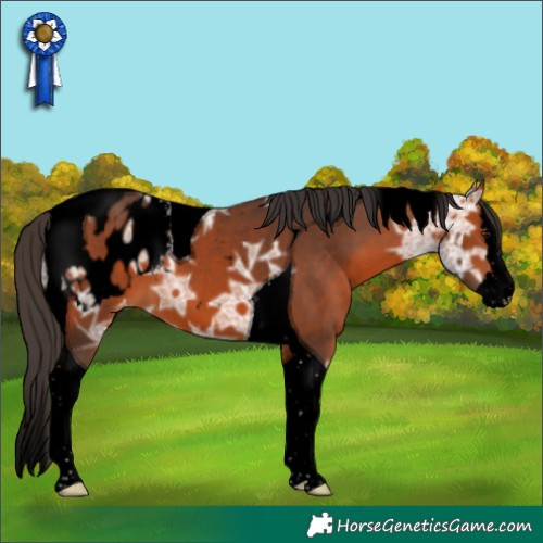 Horse Color:Void Bay Ice Splash Tobiano Appaloosa 