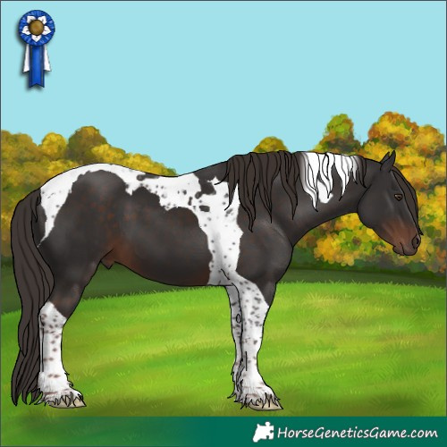 Horse Color:Liver Chestnut Tobiano 