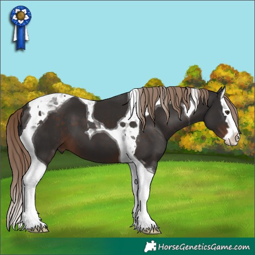 Horse Color:Liver Chestnut Splash Tobiano 