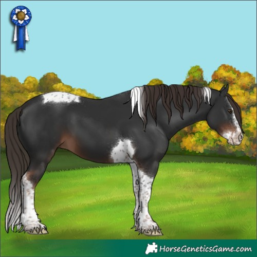 Horse Color:Liver Chestnut Splash Tobiano 