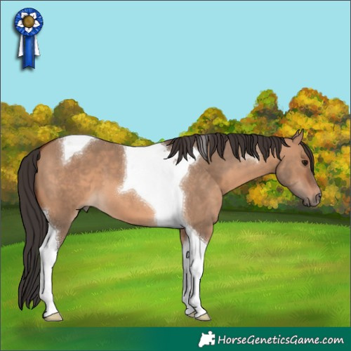 Horse Color:Bay Dun Tobiano 