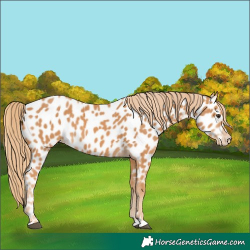 Horse Color:Chestnut Appaloosa 