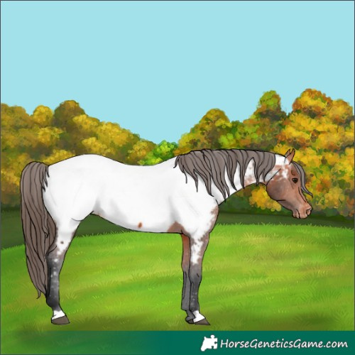 Horse Color:Bay Appaloosa