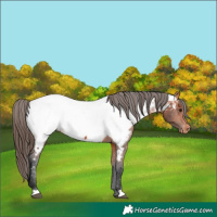 Horse Color:Bay Appaloosa 