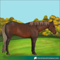Horse Color:Liver Chestnut 