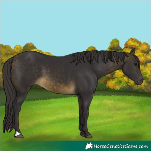 Horse Color:Buckskin 