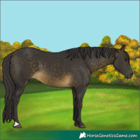 Horse Color:Buckskin 