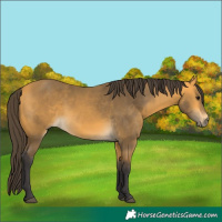 Horse Color:Buckskin 
