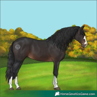 Horse Color:Brown 