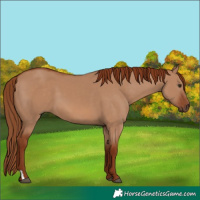 Horse Color:Red Dun 