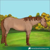 Horse Color:Red Dun 