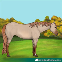 Horse Color:Red Dun