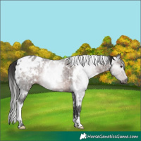 Horse Color:Gray White Spotted Liver Chestnut Ice Appaloosa 