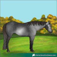 Horse Color:Gray White Spotted Liver Chestnut 