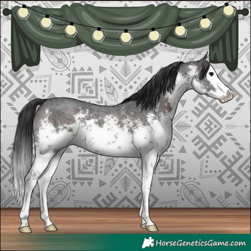 Horse Color:White Spotted Brown Sabino Splash