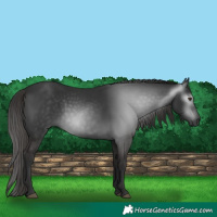 Horse Color:Gray White Spotted Liver Chestnut 