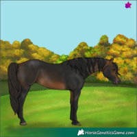 Horse Color:Gray White Spotted Buckskin 