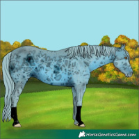 Horse Color:ERROR: UNKNOWN ANOMALY