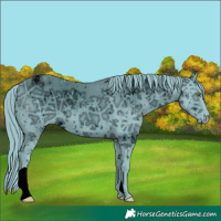 Horse Color:ERROR: UNKNOWN ANOMALY