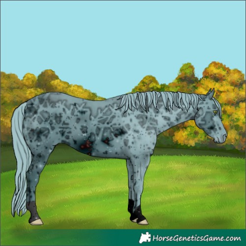 Horse Color:ERROR: UNKNOWN ANOMALY