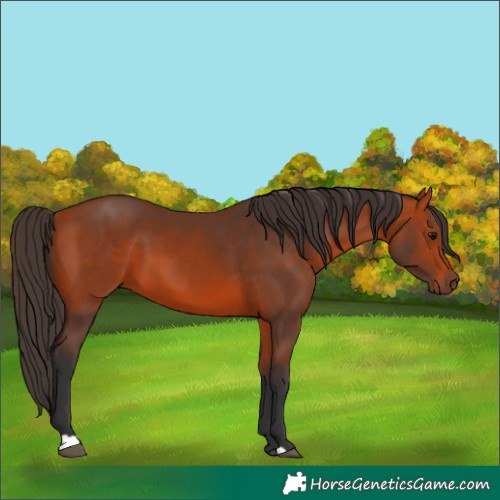 Horse Color:Bay 