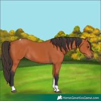 Horse Color:Bay Tobiano 