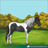 Horse Color:Black Tobiano Rabicano 