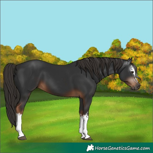 Horse Color:Gray White Spotted Liver Chestnut 