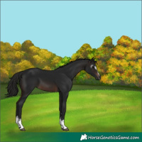 Horse Color:Gray White Spotted Brown