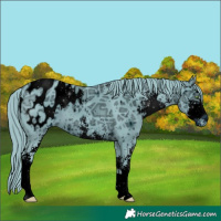 Horse Color:ERROR: UNKNOWN ANOMALY