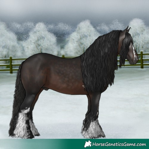 Horse Color:Gray White Spotted Bay