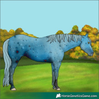 Horse Color:ERROR: UNKNOWN ANOMALY