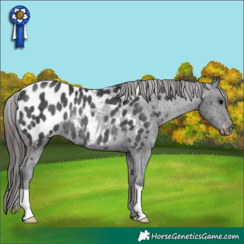 Horse Color:Black Appaloosa Rabicano 
