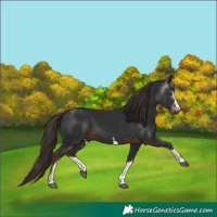 Horse Color:Gray White Spotted Liver Chestnut 