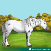 Horse Color:Gray White Spotted Liver Chestnut 