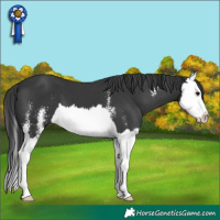 Horse Color:Black Sabino Splash