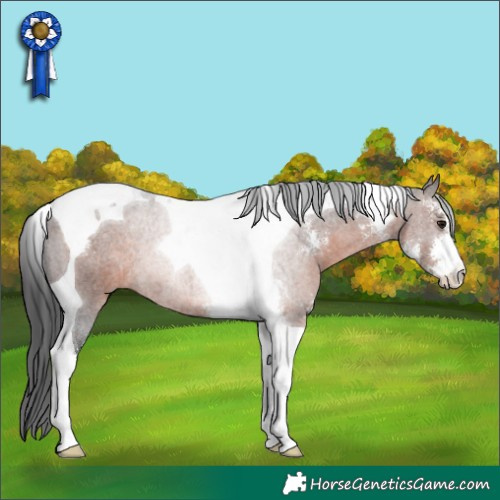 Horse Color:Brown Sabino Tobiano Rabicano 