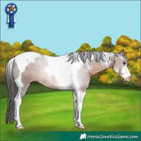 Horse Color:Brown Sabino Tobiano Rabicano