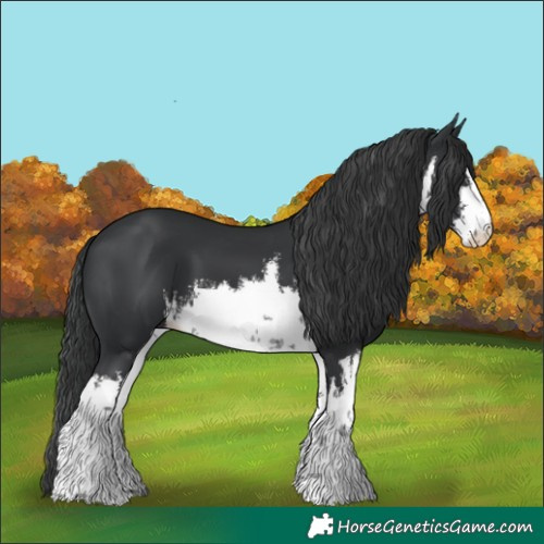 Horse Color:White Spotted Black