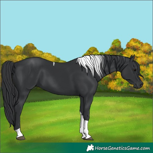 Horse Color:Black Tobiano Rabicano 