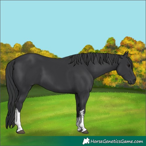 Horse Color:White Spotted Black 