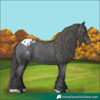 Horse Color:Black Appaloosa Rabicano 