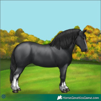 Horse Color:White Spotted Black 