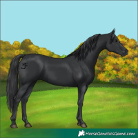 Horse Color:White Spotted Black