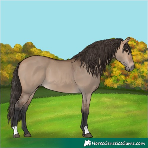Horse Color:Bay Dun 